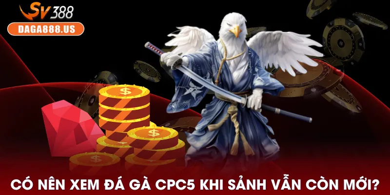 Đá Gà CPC5 - Sảnh Đầy “Biến” Cho Người Thích Cảm Giác Mạnh 3 Có nên xem đá gà CPC5 khi sảnh vẫn còn mới?