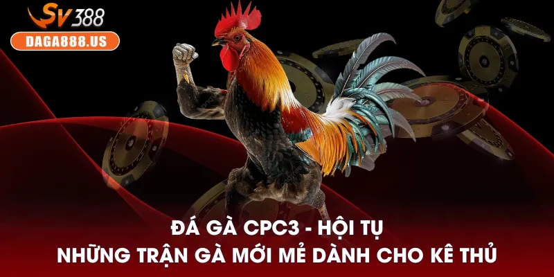 Đá gà CPC3