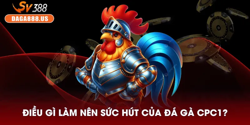Đá Gà CPC1 - Sảnh Gà Thomo Được Yêu Thích Nhất 2025 2 Điều gì làm nên sức hút của đá gà CPC1?