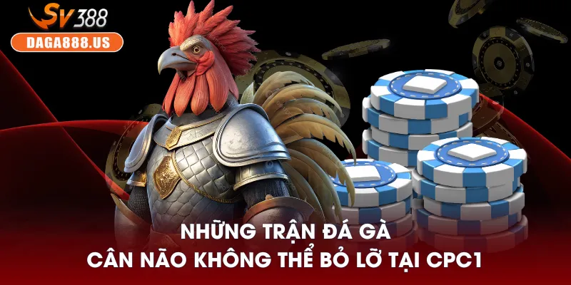 Đá Gà CPC1 - Sảnh Gà Thomo Được Yêu Thích Nhất 2025 3 Những trận đá gà cân não không thể bỏ lỡ tại CPC1
